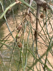 Codonocarpus pyramidalis