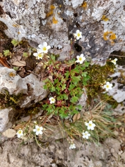 Saxifraga cuneata