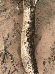 Codonocarpus pyramidalis