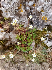 Saxifraga cuneata