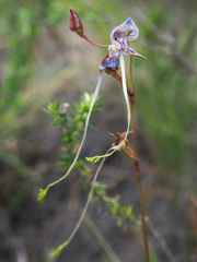 Disa multifida
