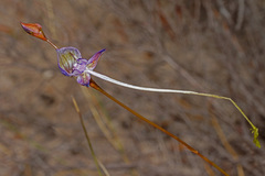 Disa multifida