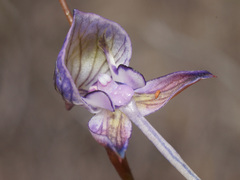 Disa multifida