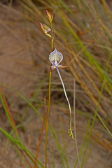 Disa multifida
