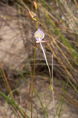 Disa multifida