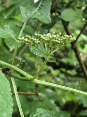 Sambucus nigra