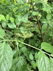 Sambucus nigra