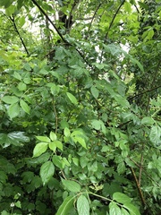 Sambucus nigra
