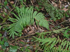 Dryopteris namegatae, photograph (c) Jacy Chen, some rights reserved (CC BY)