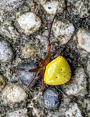 Araneus viridiventris