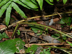 Dryopteris namegatae, photograph (c) Jacy Chen, some rights reserved (CC BY)