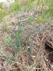 Allium