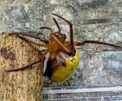 Araneus viridiventris