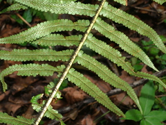 Dryopteris namegatae, photograph (c) Jacy Chen, some rights reserved (CC BY)