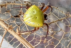 Araneus viridiventris