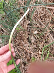 Allium