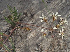 Pelargonium trifoliolatum