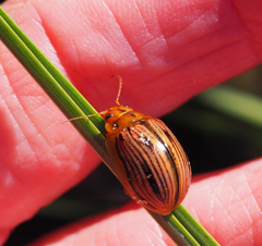 Paropsisterna interlita