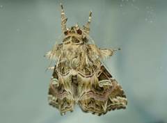 Callopistria exotica