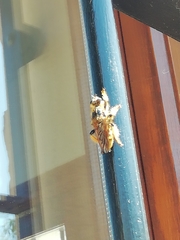 Pogonosoma maroccanum