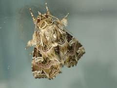 Callopistria exotica