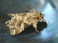 Callopistria exotica