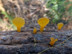 Heterotextus miltinus