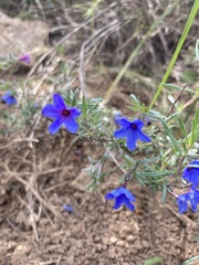 Lithodora fruticosa