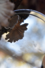 Marasmiellus affixus