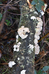 Marasmiellus affixus