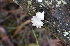 Marasmiellus affixus