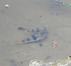 Marilyna pleurosticta