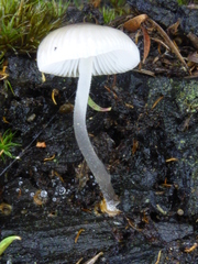 Mycena carmeliana
