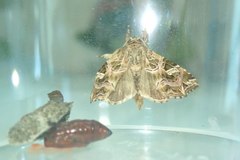 Callopistria exotica