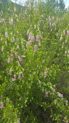Erica diaphana