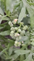 Lepidium didymum