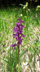 Anacamptis