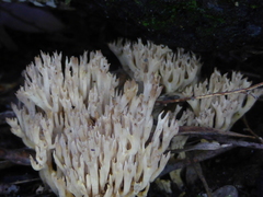 Ramaria versatilis