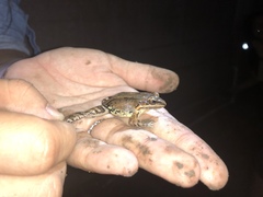 Leptodactylus albilabris