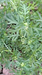 Lepidium didymum