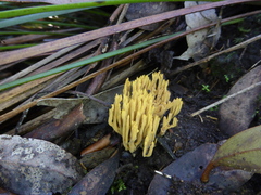 Phaeoclavulina flaccida