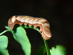 Callopistria exotica