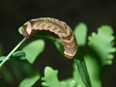 Callopistria exotica