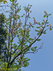 Bretschneidera sinensis