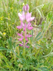 Lupinus hispanicus