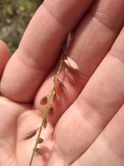 Polygala monspeliaca