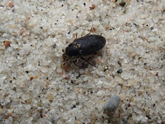 Dermestes frischii
