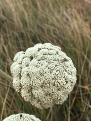 Daucus carota halophilus