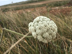 Daucus carota halophilus