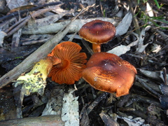 Cortinarius persplendidus